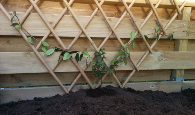 trellisscherm-klimrek-sterjasmijn