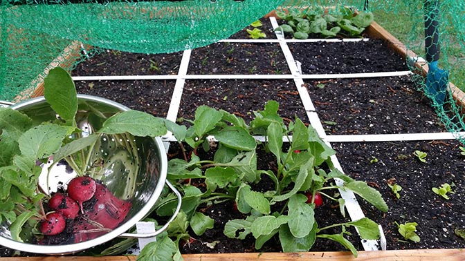 Makkelijke Moestuin Radijs Oogsten