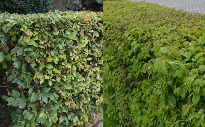 Beukenhaag of haagbeukenhaag? De verschillen en keuzehulp!