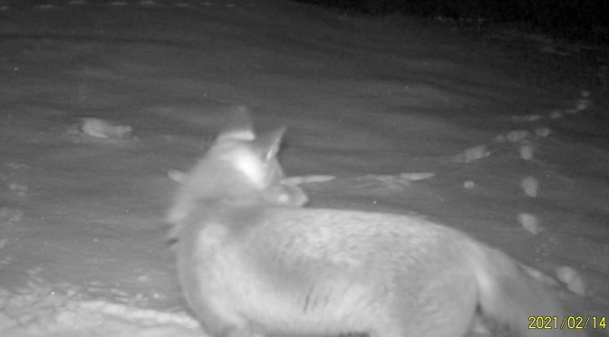 Ervaringen met een wildcamera of cameraval voor hobbygebruik