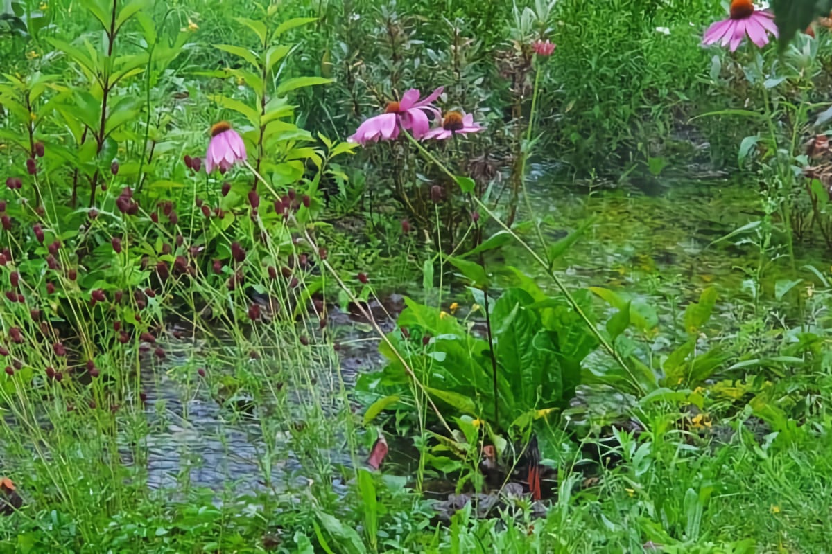 Regenwater behouden in de tuin met een Wadi. Hoe doe je dat? Stappenplan en tips voor een wadi