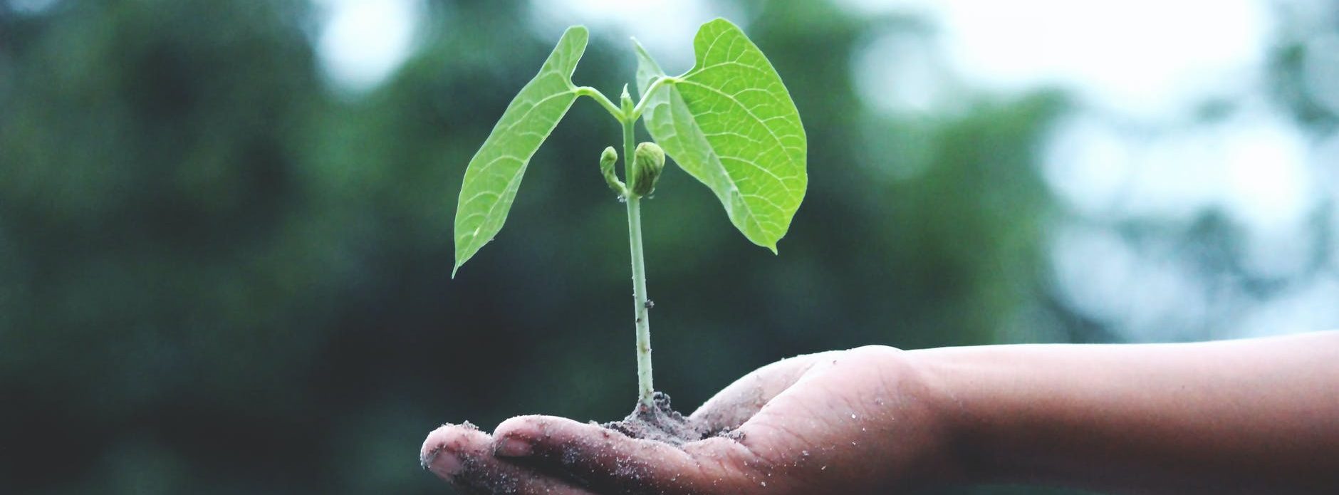 person holding a green plant