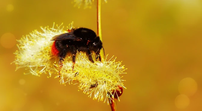 Planten voor bijen in het vroege voorjaar; bijenplanten februari, maart en april